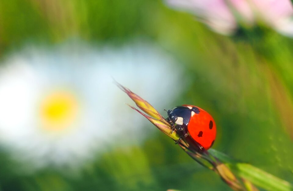 Coccinella septempunctata spring awakening spring