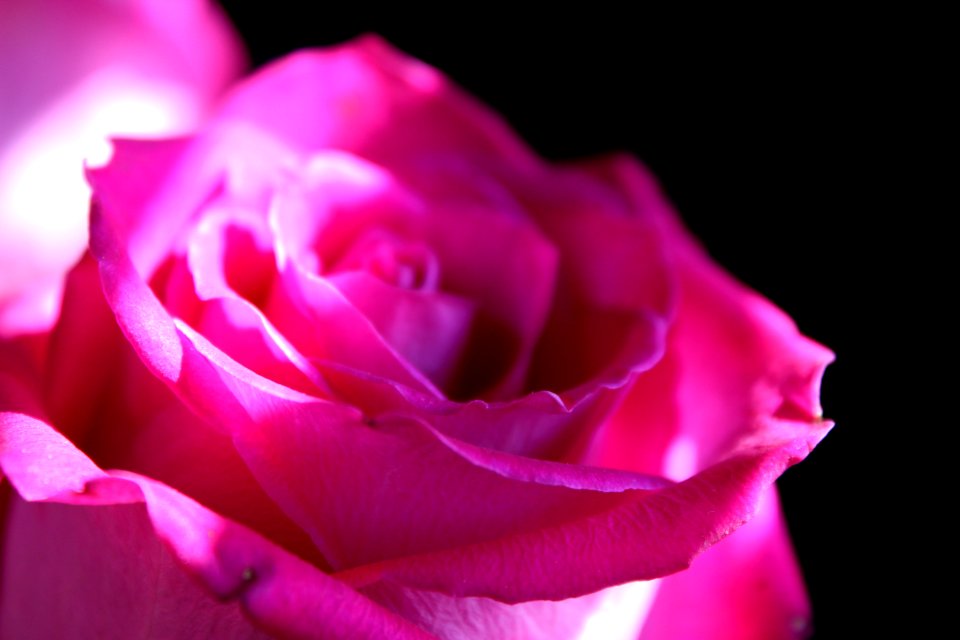 Rose, Nature, Closeup