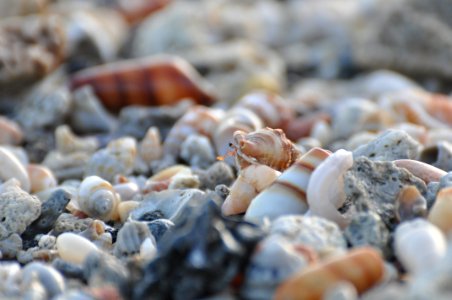 Crab, Beach, Crawl photo