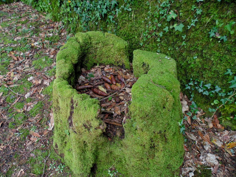 Serra do buaco, Portugal, Tree