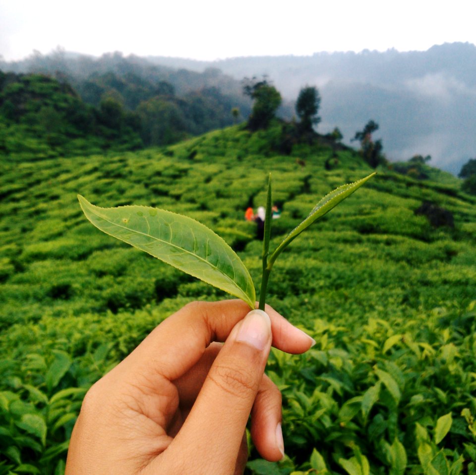 Jl situ patengan, Patengan, Rancabali
