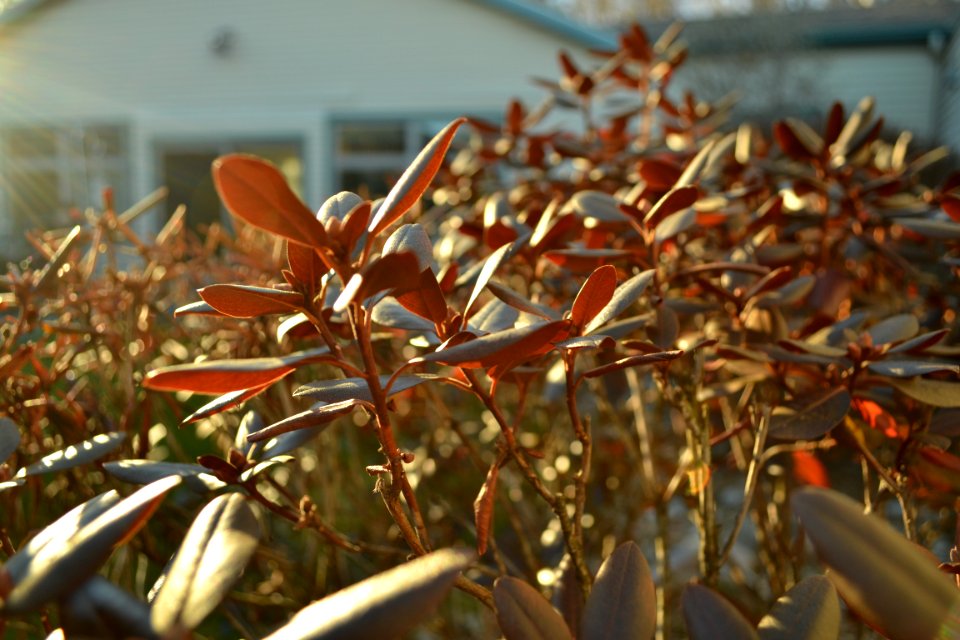 Nature, Bush, Plant