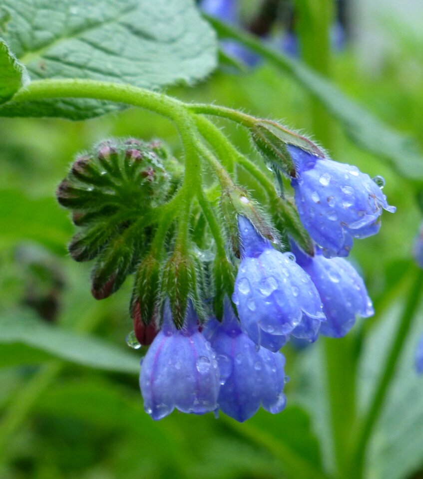 Culinary herbs blue vegetable garden