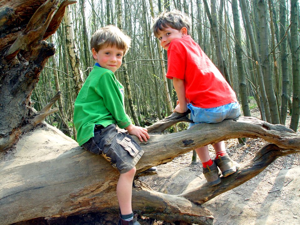 Bedgebury national pinetum   forest, Goudhurst, United kingdom