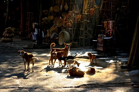Jodhpur, India, Dogs photo
