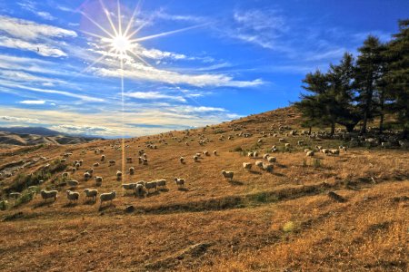 Forest, New Zealand, Sheep photo