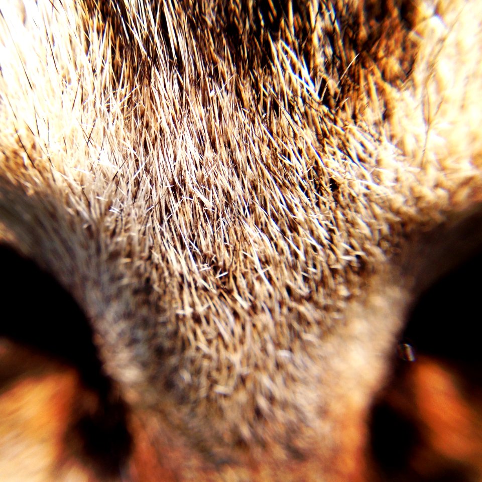 Foshan, China, Animal