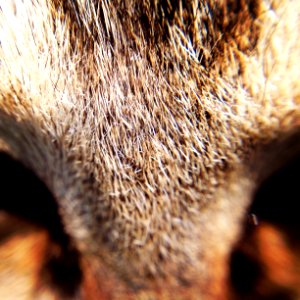 Foshan, China, Animal