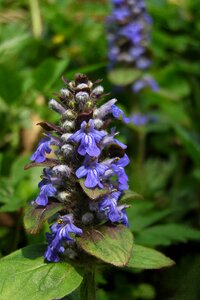 Violet grasshopper wild