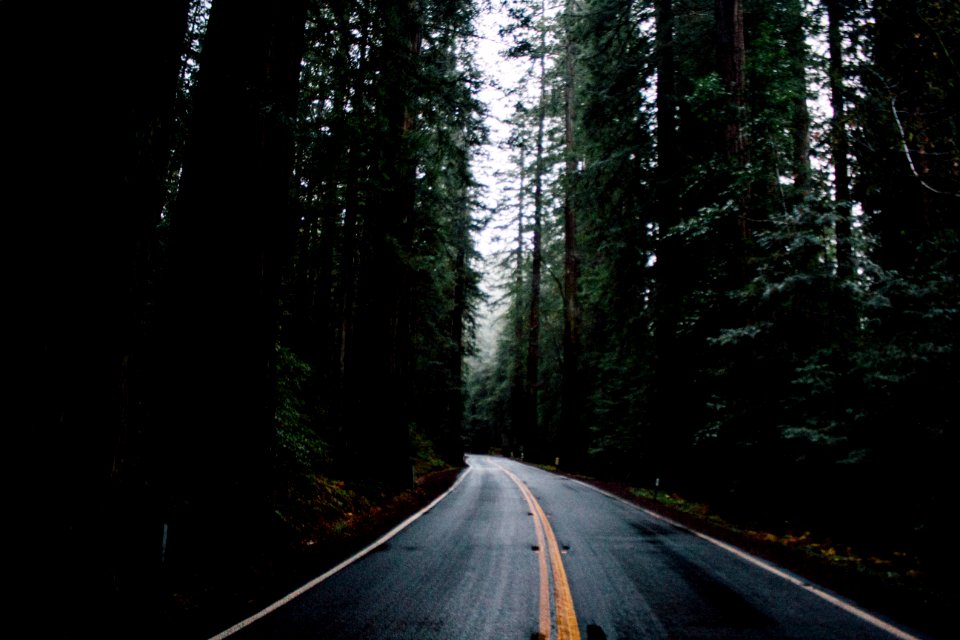 road surrounded by green forest trees during daytime