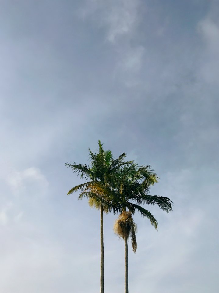 Australia, Brisbane, Trees