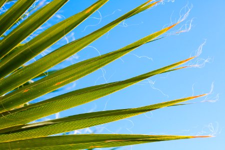 green-leafed plant