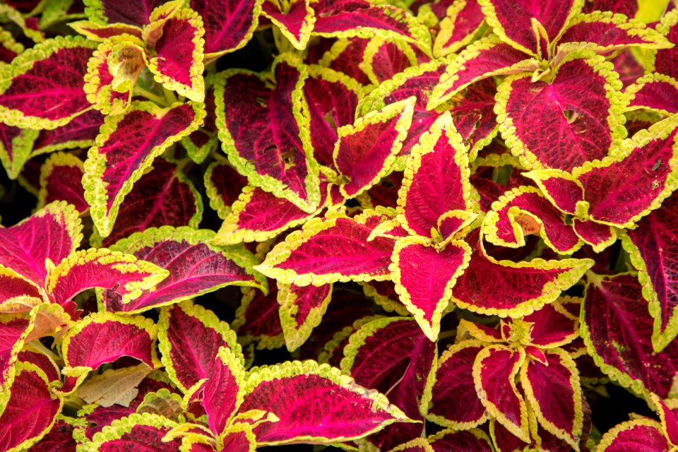 Sungai buloh, Malaysia, Leaves