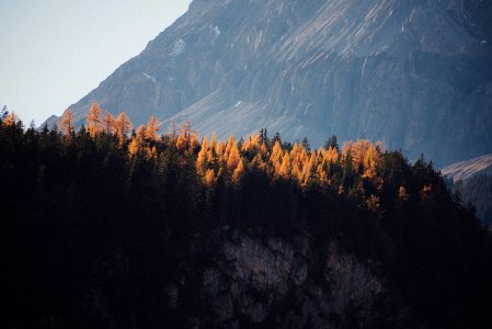 mountain and pine trees landscape photo