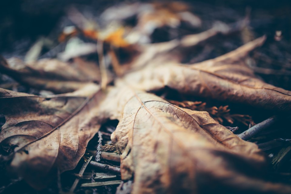 Leaf, Fall, Leave