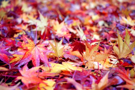 Nature, Foliage, Ground