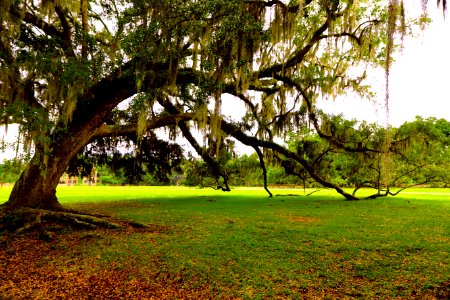 Middleton place rd, Summerville, Sc 29485