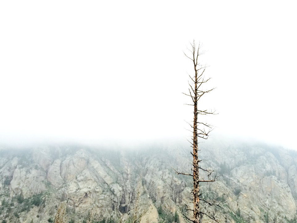 brown bare tree photography