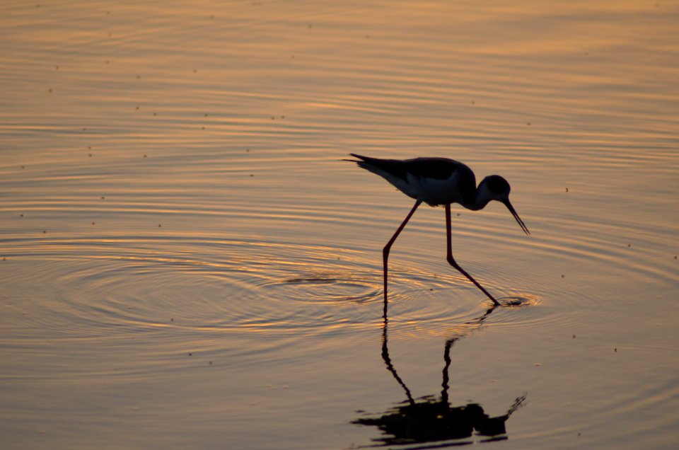Stilt, Sunset, Bird