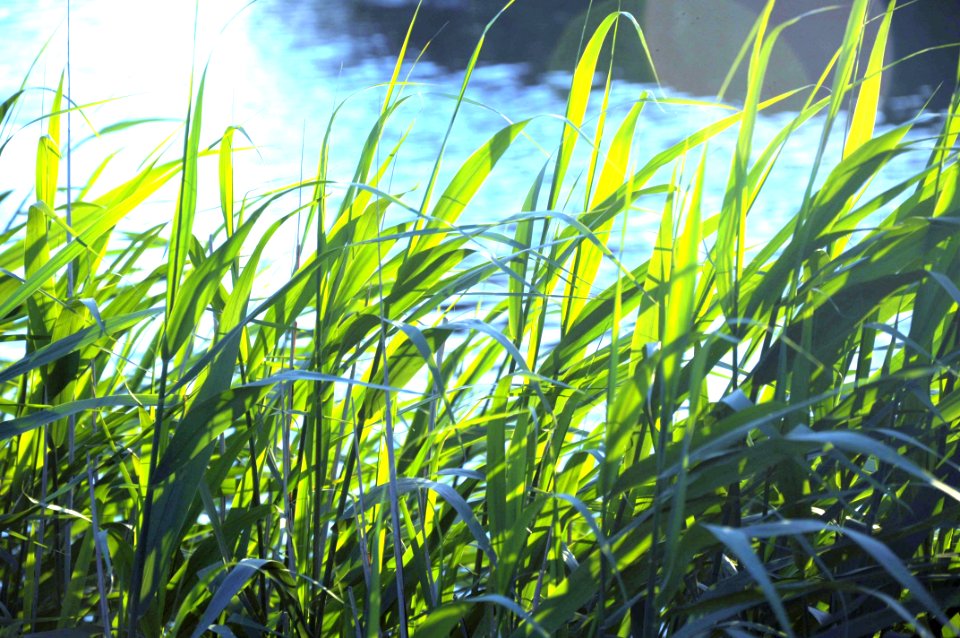 Water, Grass