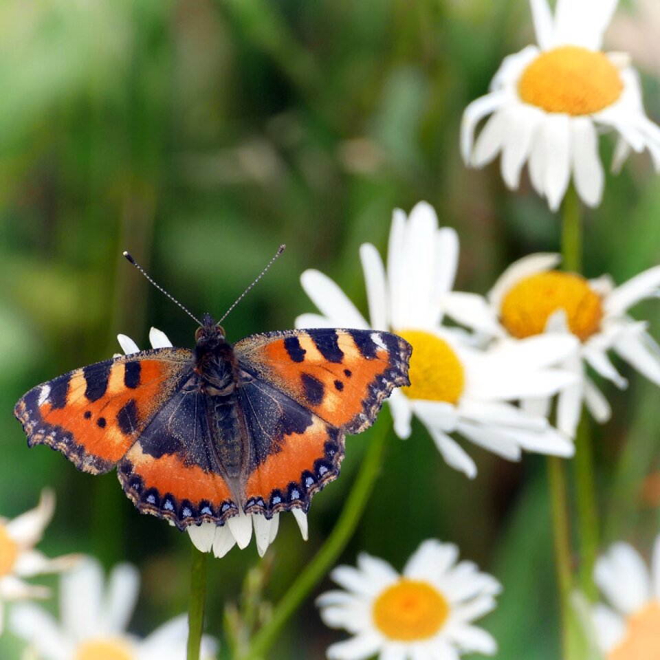 Butterfly little fox Free photos