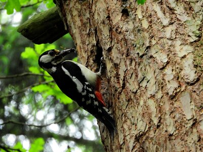 Nature great spotted woodpecker tree photo