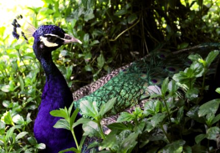 Kebun binatang Band, Ung, Indonesia photo