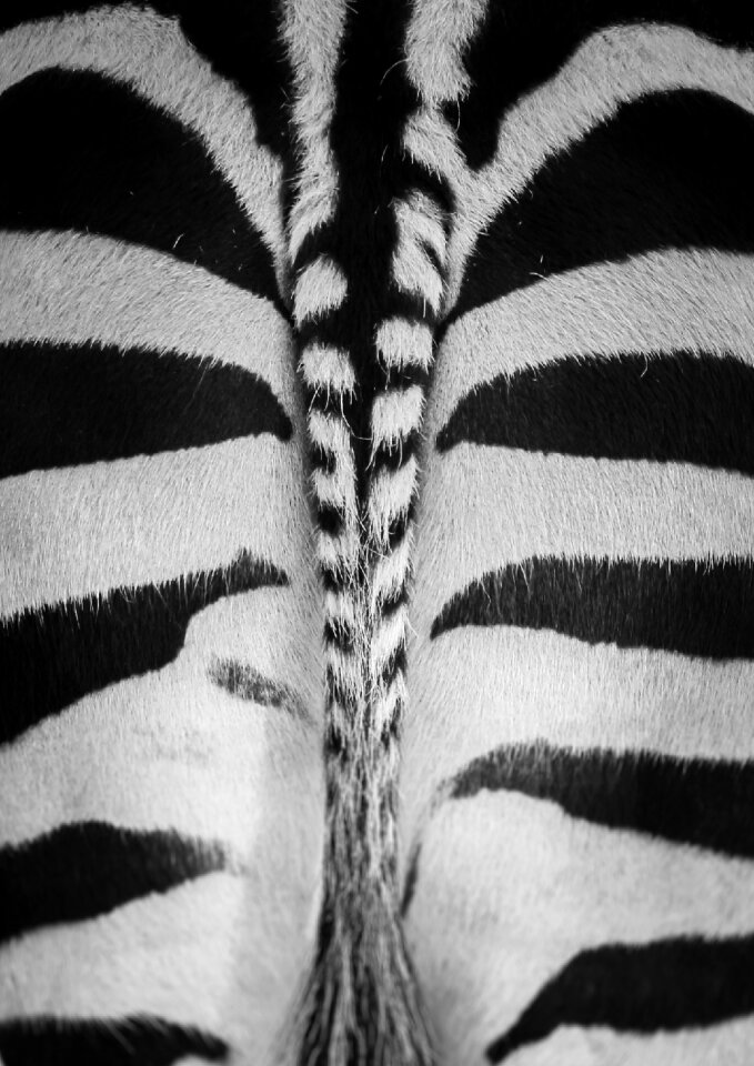 Zoo black and white crosswalk