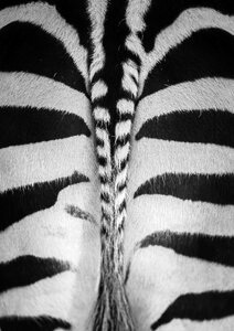Zoo black and white crosswalk