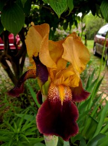 Chippewa falls, United states, Iris flower