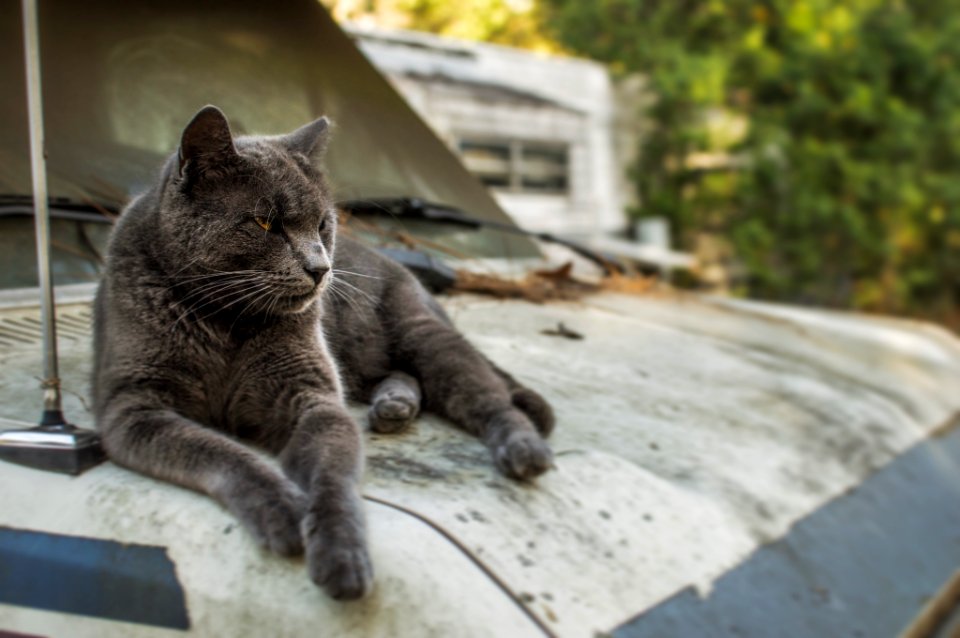 Pasco county, United states, Florida cat