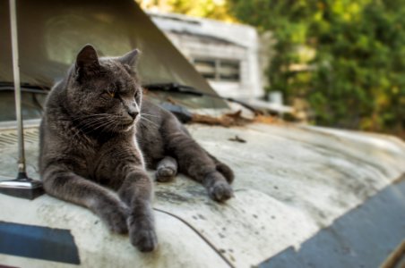 Pasco county, United states, Florida cat
