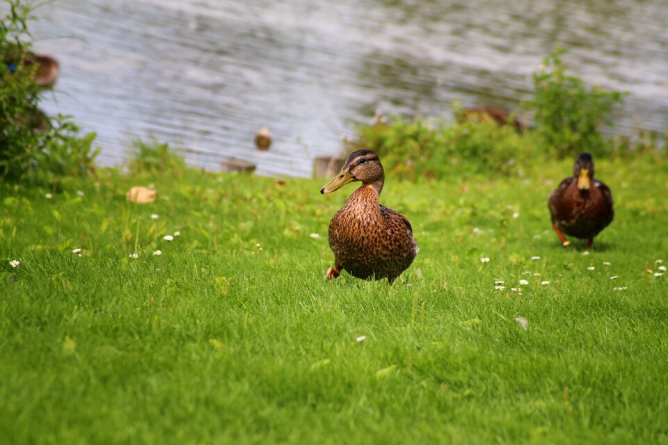 Water bird nature bird