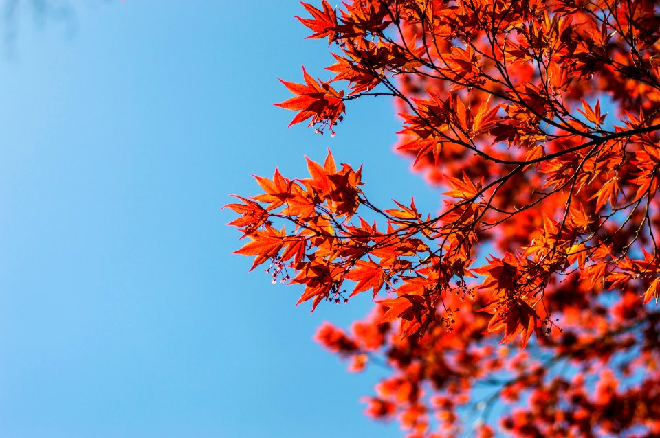 Bluesky, Outdoors, Branches