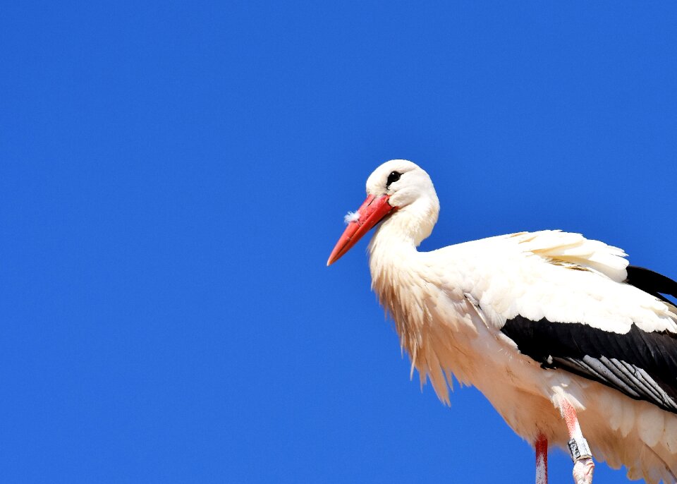 White stork plumage nature