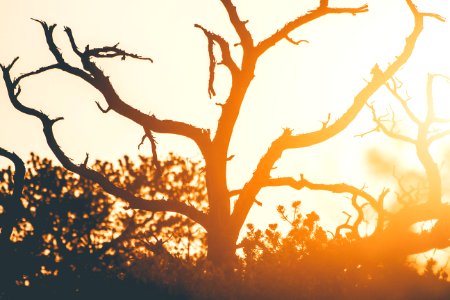silhouette of tree during sunset photo