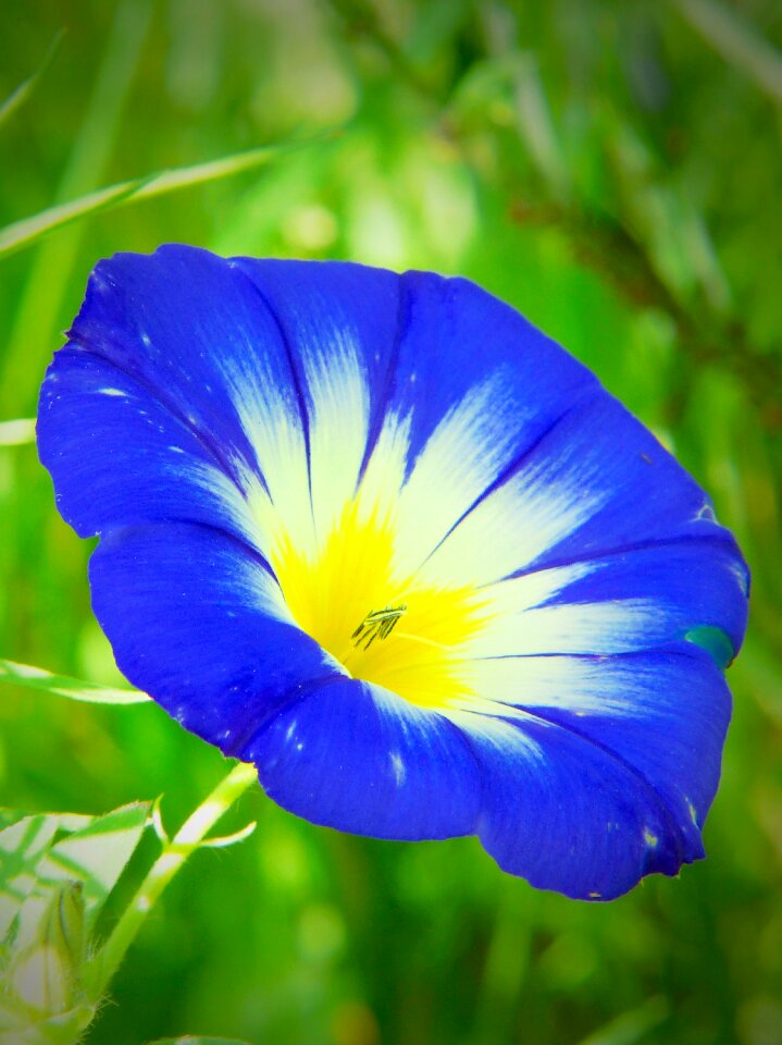 Blossom bloom flower meadow