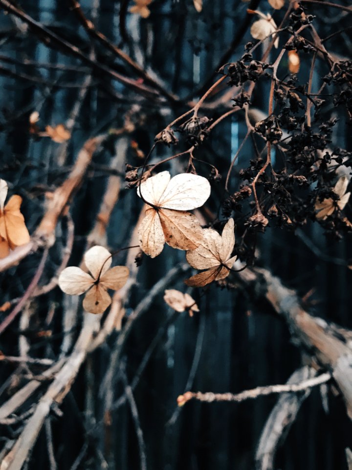 Brookline, United states, Flowers