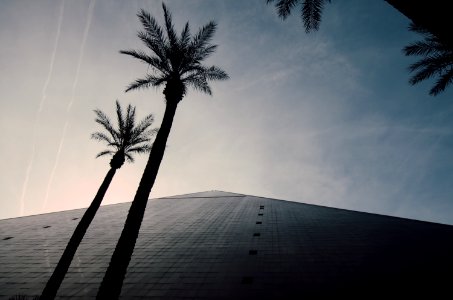 silhouette of palm trees