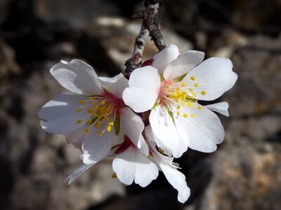 Flowers february flowery