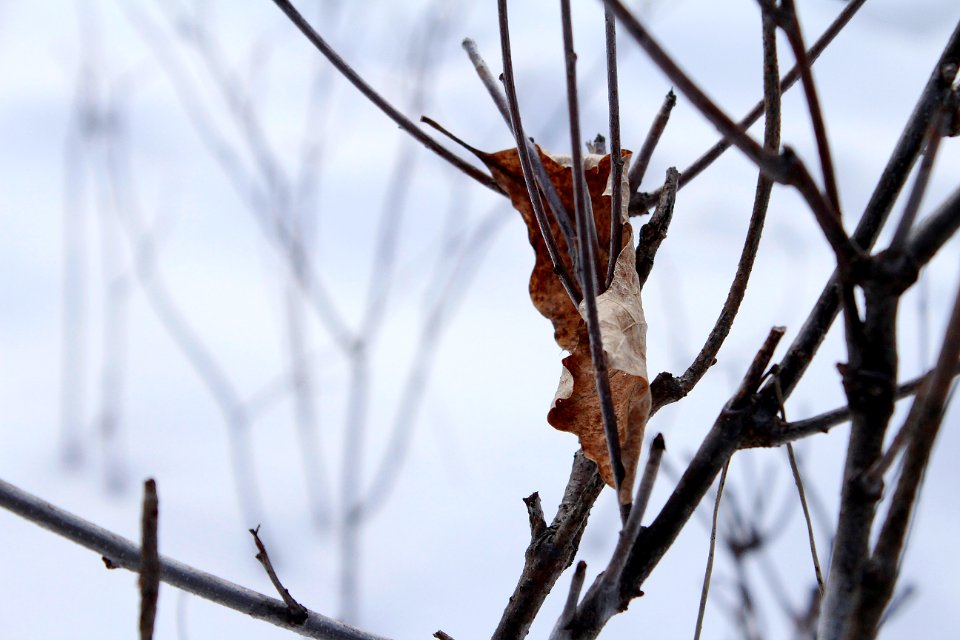 Menomonie, United states, Cold