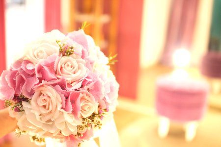 Pink, Roses, Rose