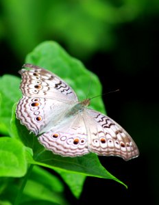 Sri lanka, Kossinna west1, Butterfly