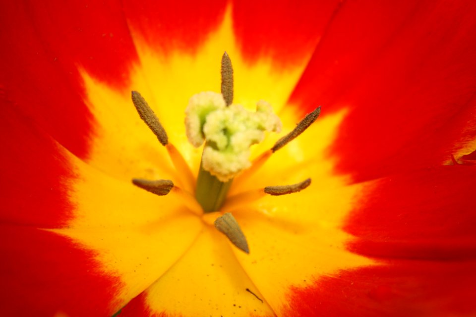 Keukenhof, Lisse, Netherl