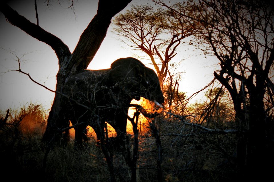 Namibia, Nambwa tented lodge, Safari