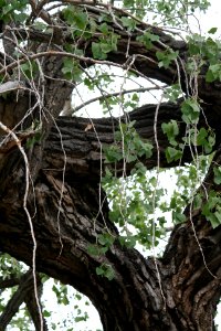 Santa fe, United states, Tree