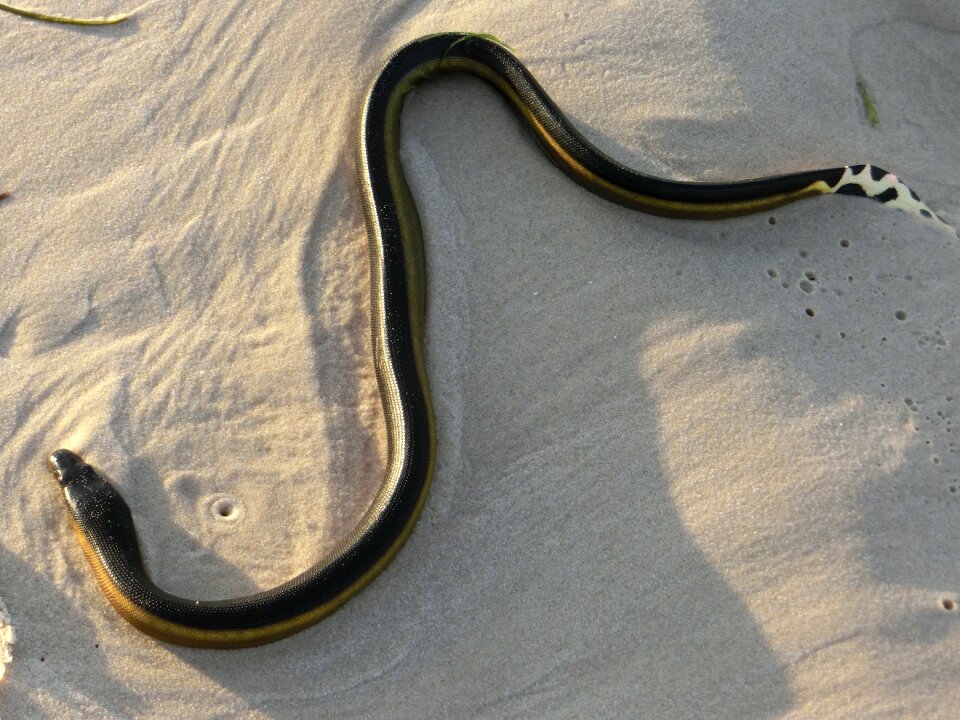 Reptile sand gray sea