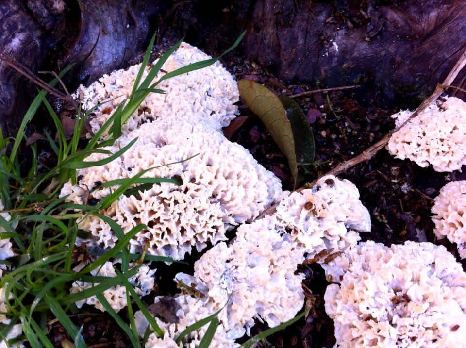 Mexico city, Mexico, Forest