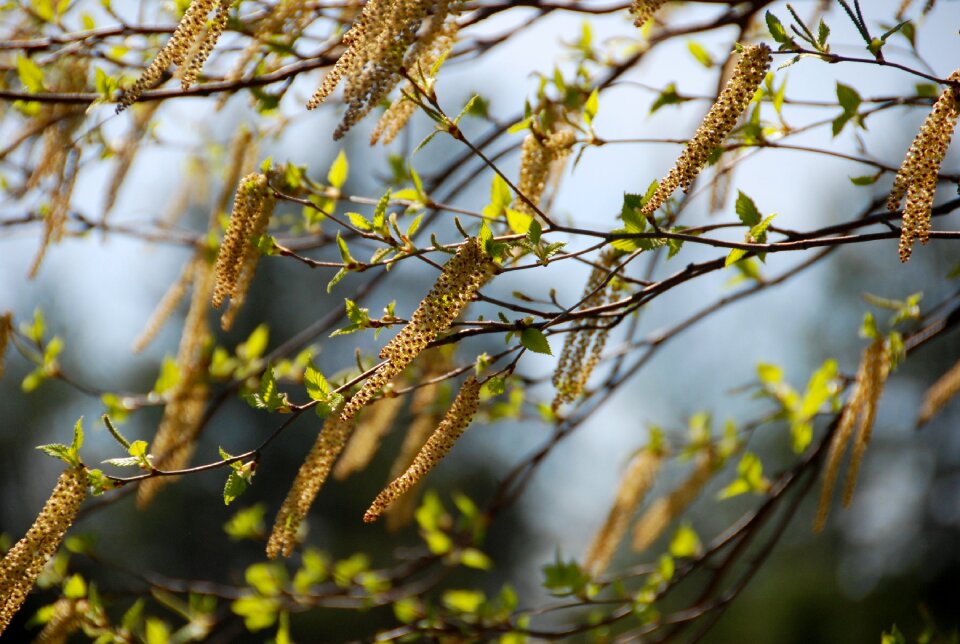 Pollen tree texture