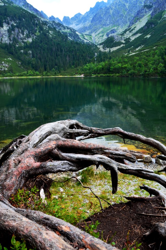 Vysok tatry, Slovakia, Tree